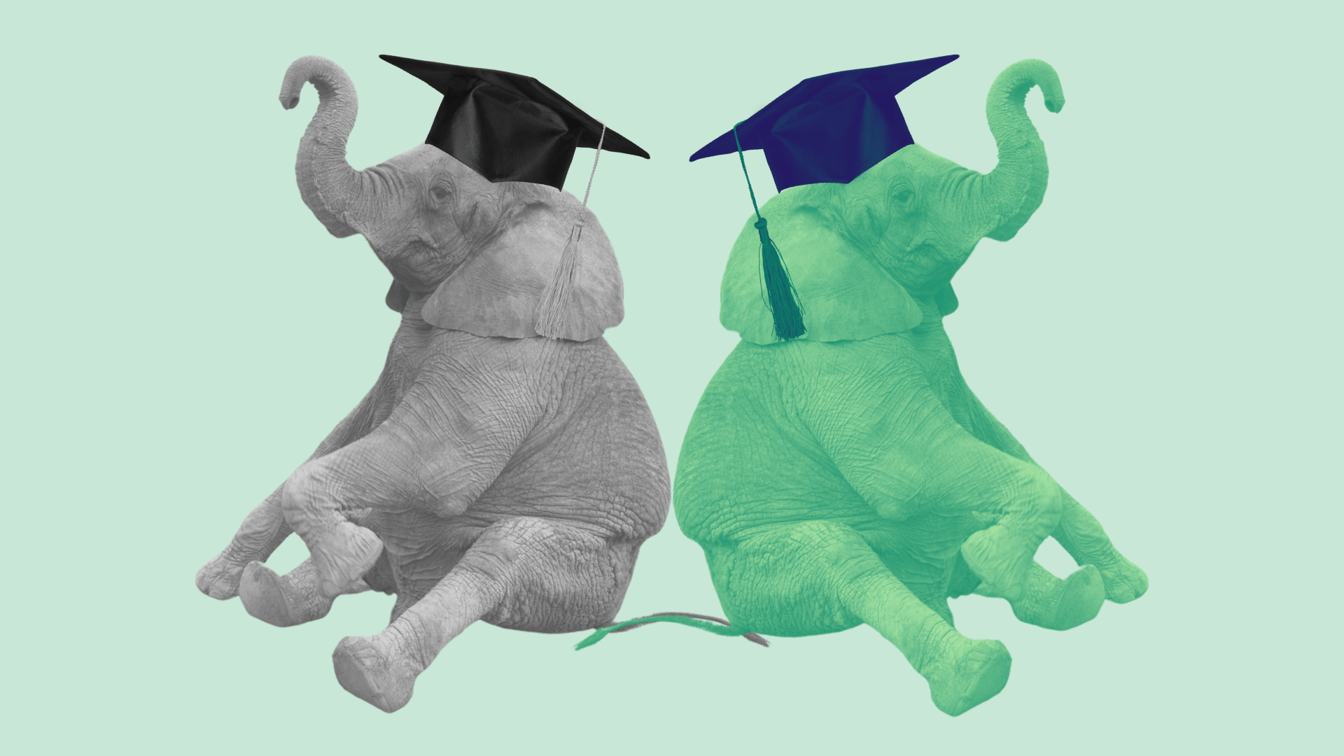 How do we find the green elephant in the classroom?